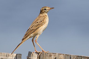 Richard's pipit