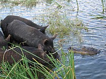 Een mississippialligator in Florida loert op wilde zwijnen.