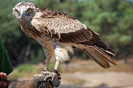 Vue d'un rapace posé au sol, tête tournée vers l'objectif