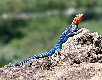 Agama (agama) lionotus mâle, Parc national du lac Nakuru (Kenya, 2005).