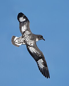 Cape petrel, by JJ Harrison