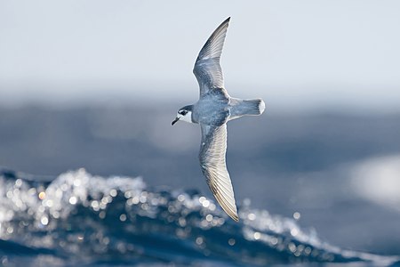 Blue petrel, by JJ Harrison