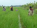 Petani membuang padi angin