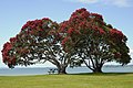 Pōhutukawa ke perr me summer ke suruu me fuul nikle hae