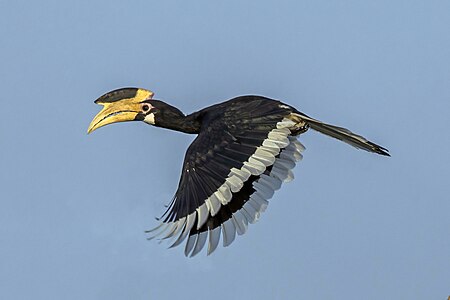 Malabar pied hornbill, female, by Charlesjsharp