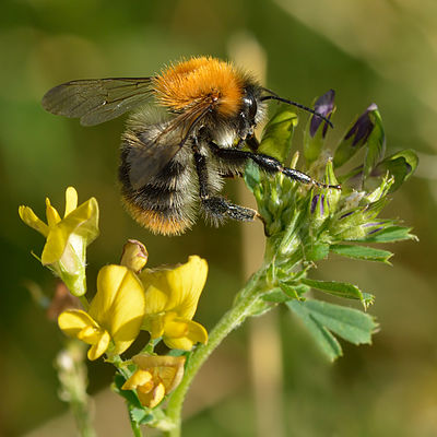 Isane põldkimalane (Bombus pascuorum) hübriidlutserni (Medicago x varia) õisikul