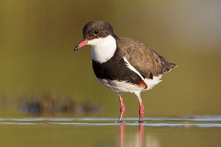 Red-kneed dotterel, by JJ Harrison