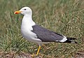 Sildemåke Larus fuscus