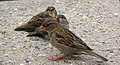 female feeding fledged chicks