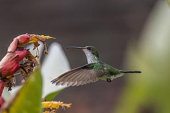 Red-billed streamertail