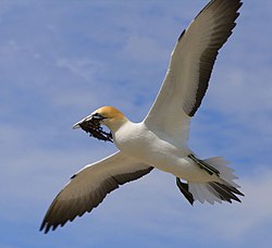 Australiansuulakoiras kantamassa merilevää pesäänsä Uudessa-Seelannissa.