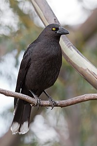 Black currawong, by JJ Harrison