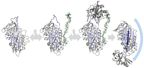 Diagram of serpin activation by heparin