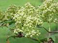 Sambucus racemosa (flores).