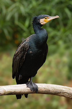 Great cormorant