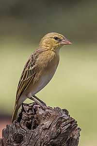 Northern masked weaver, by Charlesjsharp