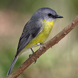 Eastern Yellow Robin