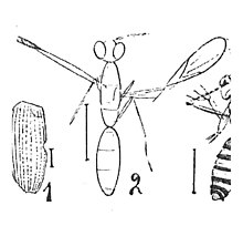 Pompilus incertus -2- N. Théobald 1937 Holotype éch5 Inst. Géol. Marseille x2,8 p. 284 pl. XX Insectes de Camoins-les-Bains.