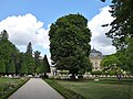 Fagus_sylvatica_'Asplenifolia'_Hofgarten_Würzburg_2019_SSE