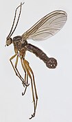 Sciara humeralis.