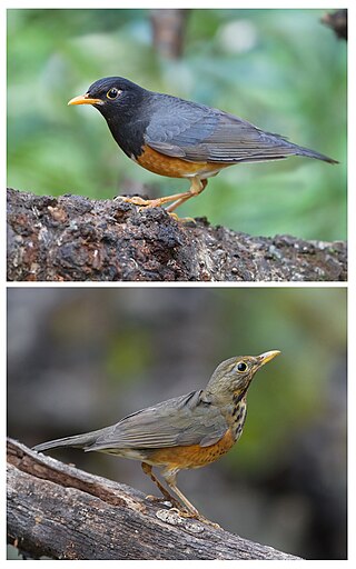 Black-breasted Thrush