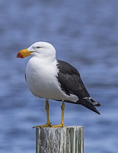 Pacific gull, by Charlesjsharp