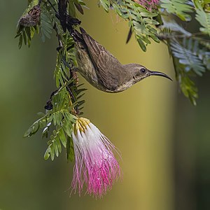 Copper sunbird, by Charlesjsharp