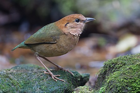 Rusty-naped pitta, male, by JJ Harrison