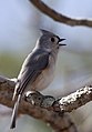 Tufted Titmouse