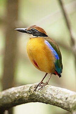 Mangrove pitta