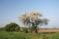 Boom in Tsjechië