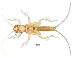 Deze oudere larve van de soort Amphinemura albicauda heeft kieuwen aan de kop en vleugelscheden aan de mesothorax (A) en metathorax (B)