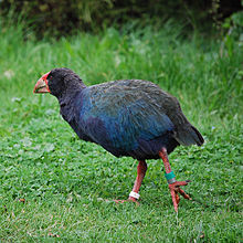 Sørtakahe frå Tiritiri Matangi Island Foto: Ashleigh Thompson