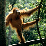 Indoneesias elav haruldane loom orangutan