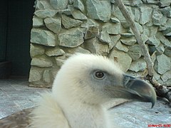 Head of a vulture chick, Iran