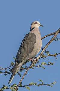 Red-eyed dove, by Charlesjsharp