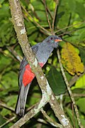 Trogon massena (Trogoniformes).