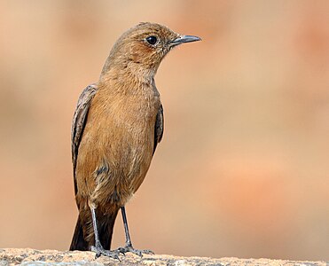 Brown rock chat, by Charlesjsharp