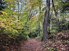 Hiking trail in Leelanau State Park