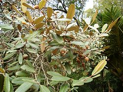 Sarcolaena oblongifolia