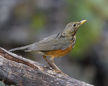 Black-breasted thrush, female, by JJ Harrison