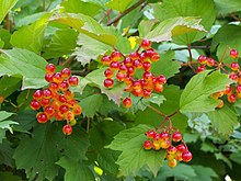 Viburnum 01.JPG