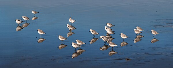 Sanderlings