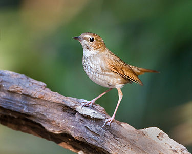 Rufous-tailed robin, by JJ Harrison