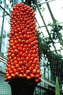 Fruiting at the Botanical Gardens Univ, Bonn in September 2009