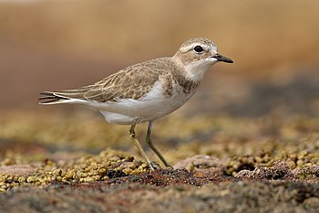 Double-banded plover