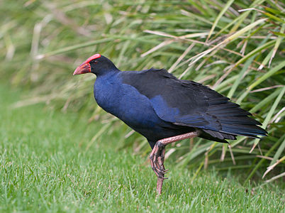 Porphyrio porphyrio melanotus, by 99of9