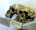 Homo rudolfensis i Homo habilis