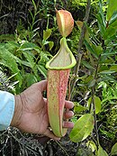 N. mirabilis × N. rafflesiana