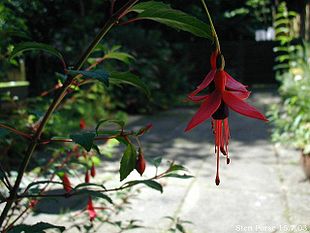 Hækfuchsia (kan vokse på friland i Danmark).